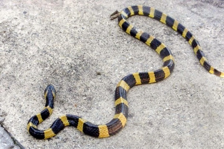 Российского туриста насмерть укусила змея