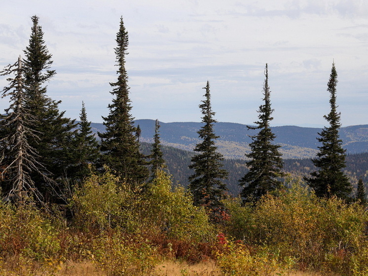 В Башкирии подросток совершил геройское спасение отца в тайге