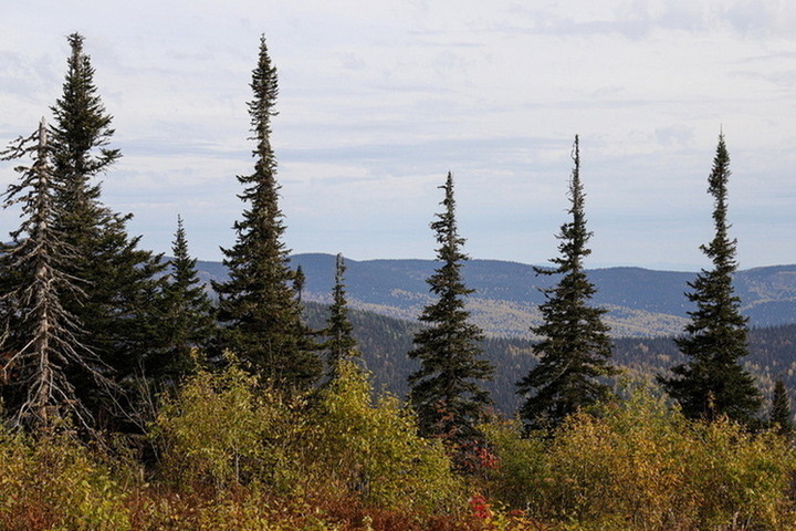 В Башкирии ребенок спас отца в тайге