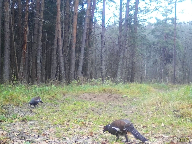 В калужском заповеднике заметили глухарей с гастролитами