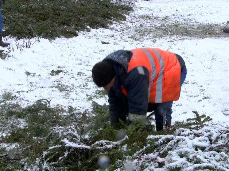 Алые розы на площади Победы в Петербурге спрятали под лапником от морозов