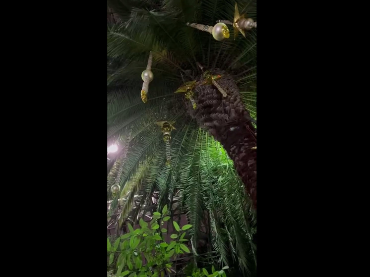 В Петербурге появилась новогодняя пальма с белыми шарами