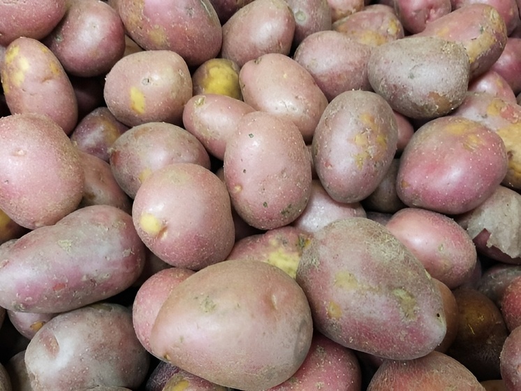 В Хакасии хотят купить дополнительное овощехранилище