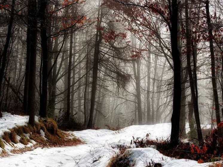 В Шаранском районе Башкирии в лесу заблудилась женщина