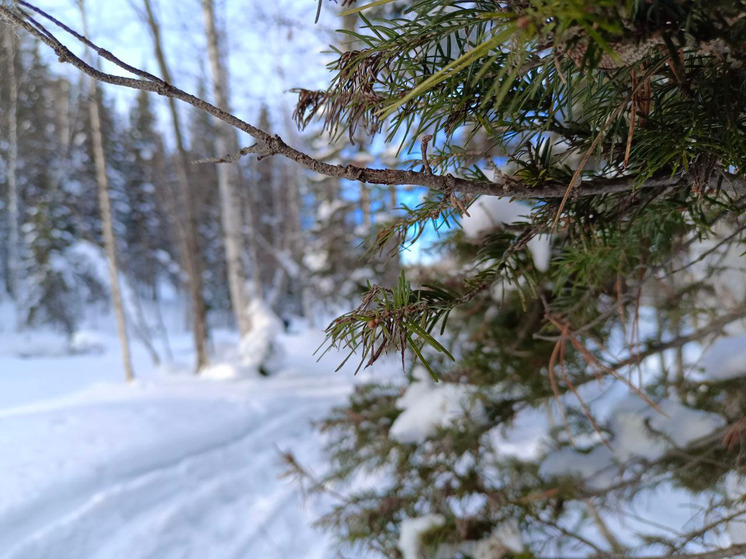 Зима в Алтайском крае начнется с потепления до 0 градусов