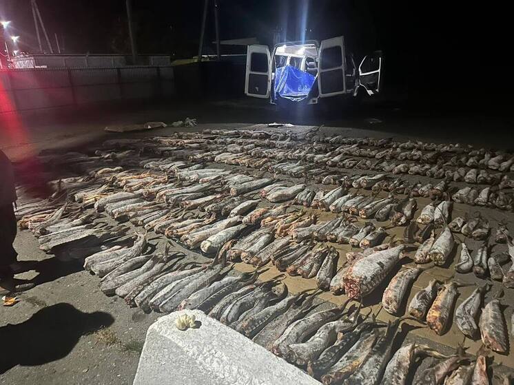 В Дагестане осудили торговцами осетровыми с партией рыбы весом более 1,7 тонны