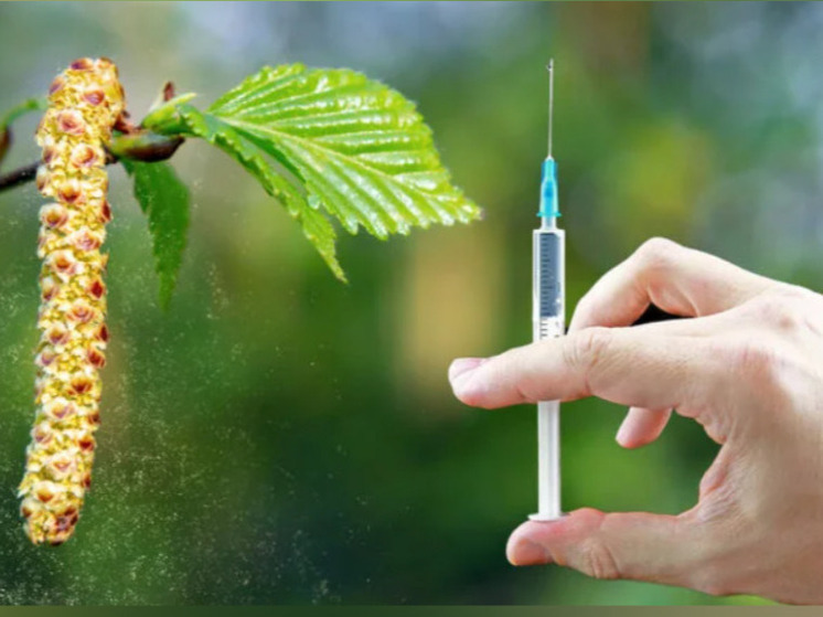 Дан старт третьей стадии клинических испытаний вакцины, разработанной для борьбы с аллергией на березовую пыльцу