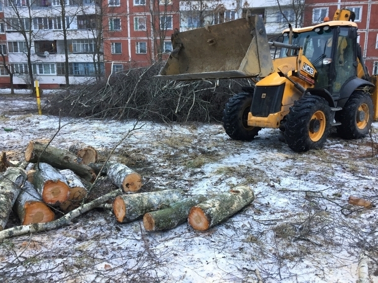 Ивановцев возмутила обрезка деревьев «под корень»