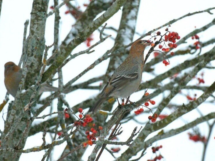 Северные попугаи падкие на рябину примчали в Ленобласть за любимым лакомством