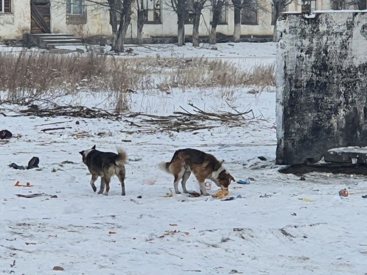 Бастрыкин затребовал доклад по уголовному делу об отлове бродячих собак в Чите