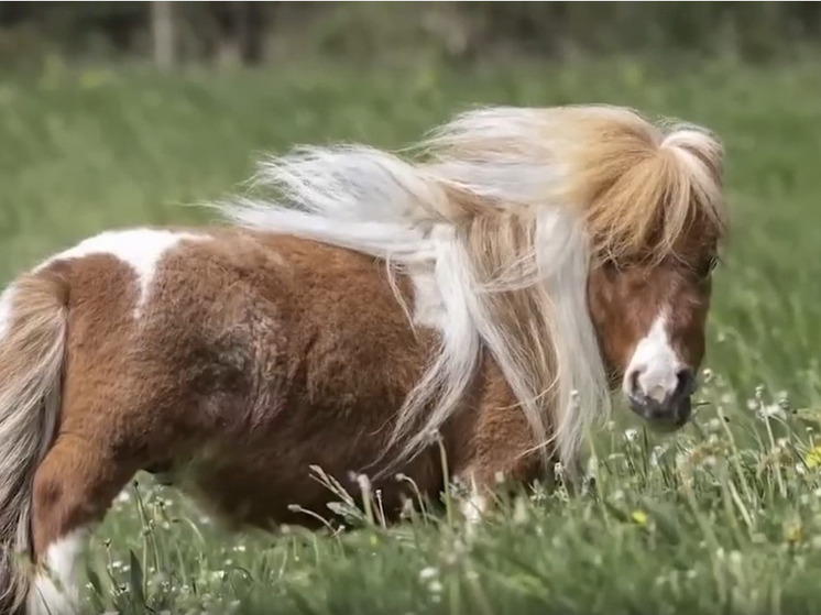 Конь по кличке Пумукель стал самой маленькой лошадью в мире