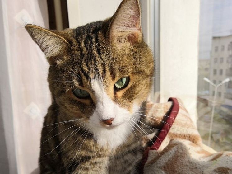 Мальчик из Уфы играл с кошкой на подоконнике пятого этажа, очевидцы вызвали спасателей