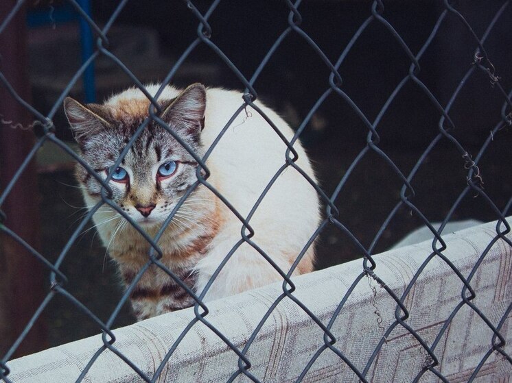 Ветеран СВО посетил пушистых подопечных в приюте «Кошкин дом»