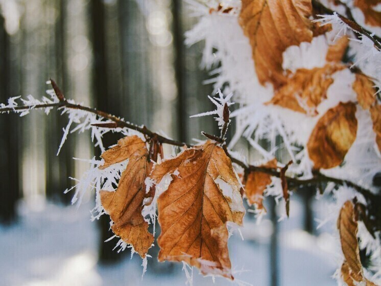 Курянам пообещали пятиградусный мороз в понедельник