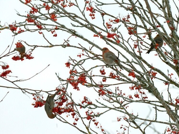 Во Всеволожском районе на ветках деревьев заметили «северных попугаев»