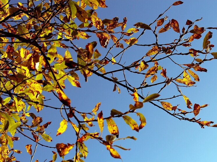 В Липецкой области сохранится сухая и безветренная погода