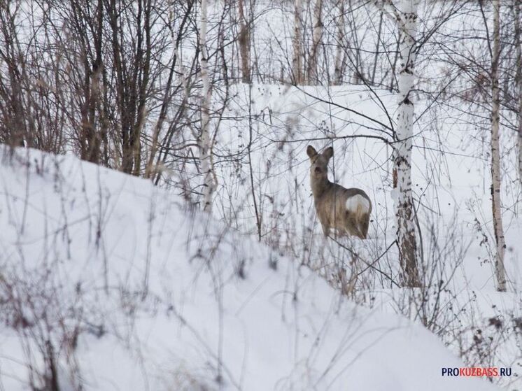 По центру Новокузнецка носилась испуганная косуля
