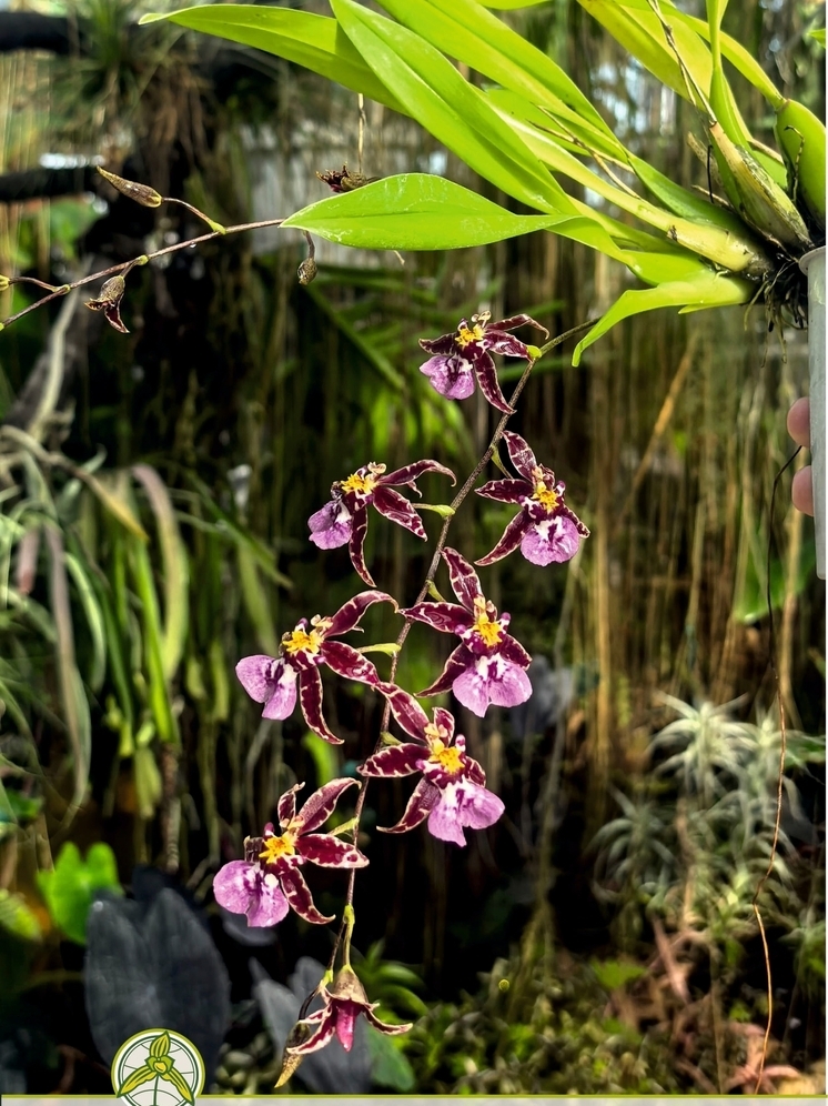 Уникальную орхидею можно увидеть в Калуге