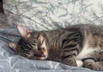 Недостаток сна – одна из скрытых причин набора веса, о которой редко говорят. Во время сна организм отдыхает, регулирует гормоны, отвечает за обмен веществ и восстанавливает внутренние ритмы. Если этот процесс нарушен, тело реагирует, рассказала в интервью «МК в Великом Новгороде» медицинский директор сети санаториев «Плаза СПА» Ольга Богуш.