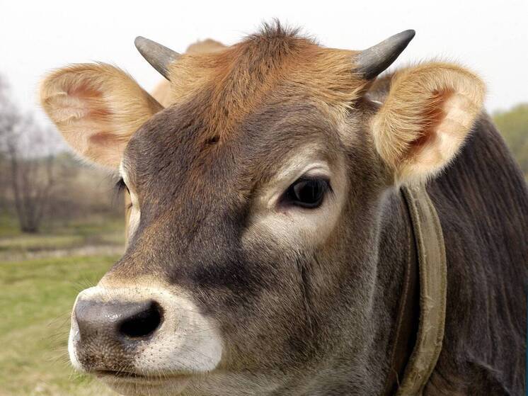 Жительнице Волгоградской области грозит два года тюрьмы за ложный донос