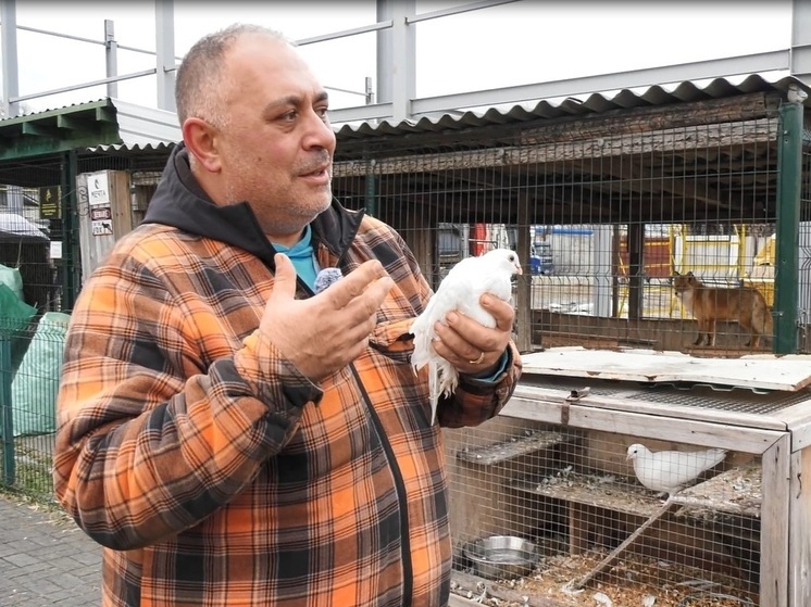 В Челябинске ищут дом для свадебных голубей