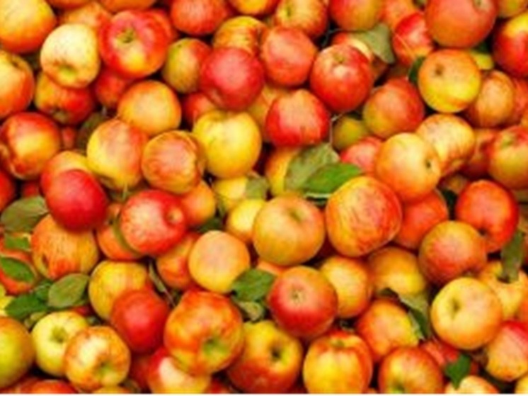 19 тонн свежих яблок доставили в Свердловскую область из Киргизии