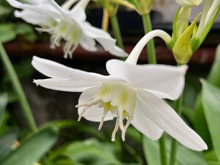 В Воронежском ботсаду расцвела «амазонская лилия»