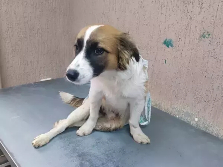 В Ростовской области разыскивают хозяев парализованной после ДТП собаке