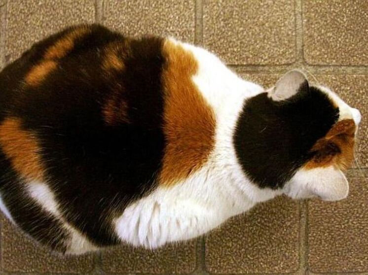 В Японии умерла кошка Нитама, которая 10 лет работала смотрителем вокзала