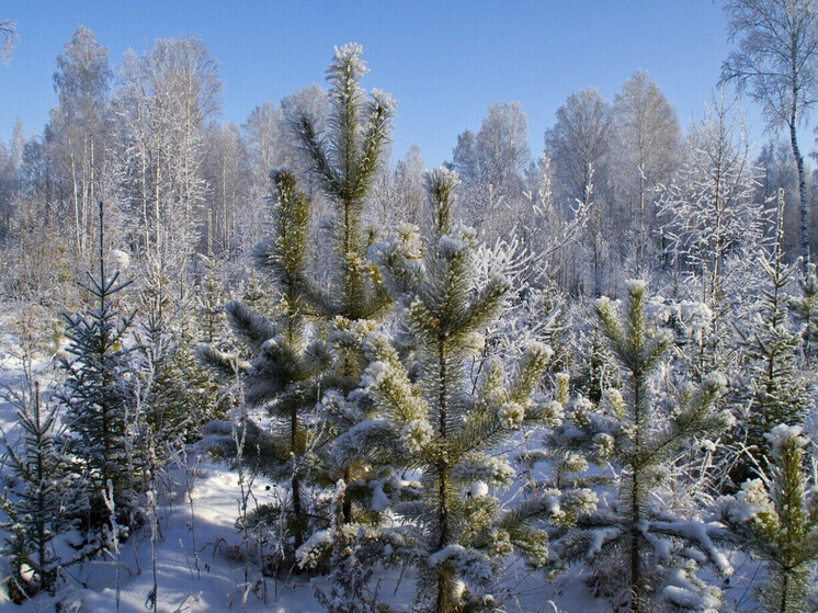 Лесные инспекторы перешли на усиленный режим работы