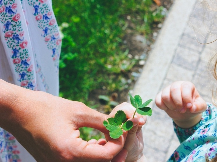 Петербуржцам предлагают купить клевер с семью листами за 80 тысяч