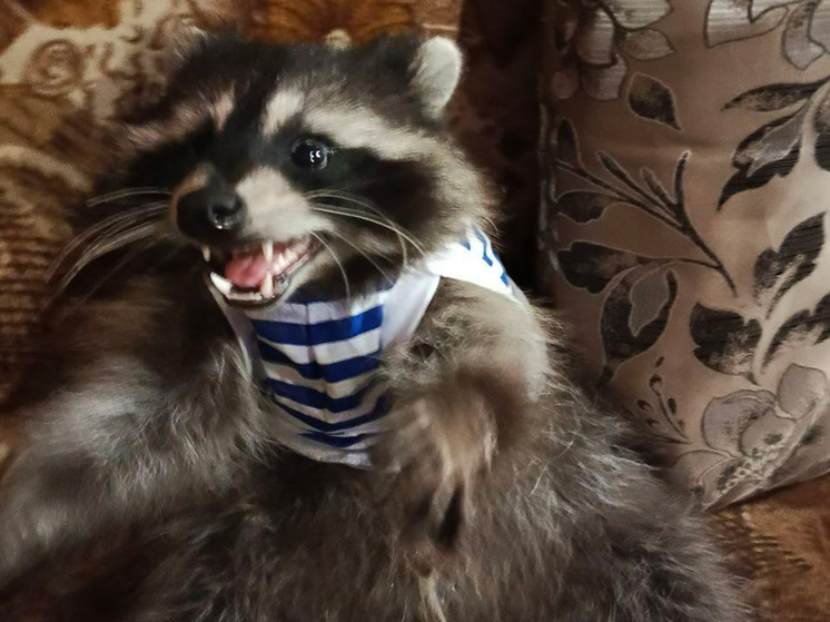 Боевой енот в тельняшке помогает морпехам поднимать боевой дух на фронте