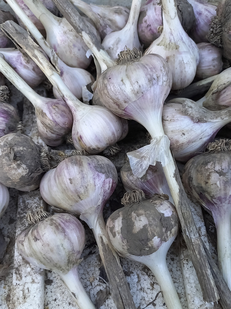 Scientific Reports: выдержанный 2 года чеснок защитит мозг от деградации