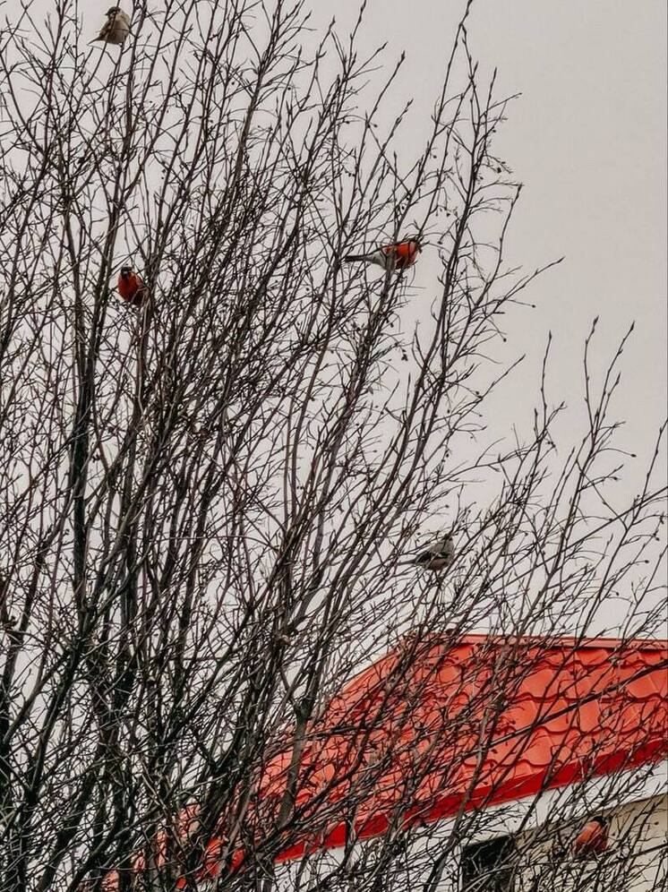 Пасмурно и +3°C ожидается в Нижнем Новгороде в первый день зимы