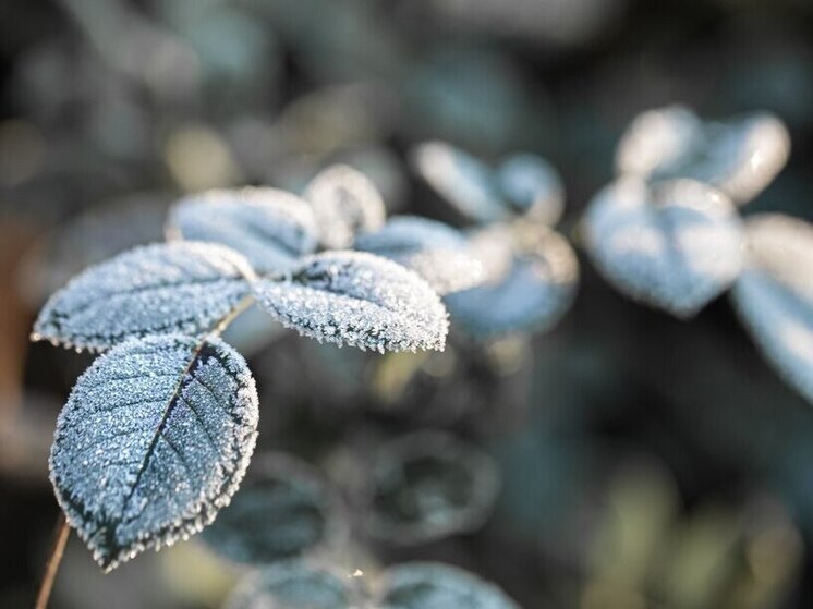 Погода в Тамбове на неделю с 1 по 7 декабря