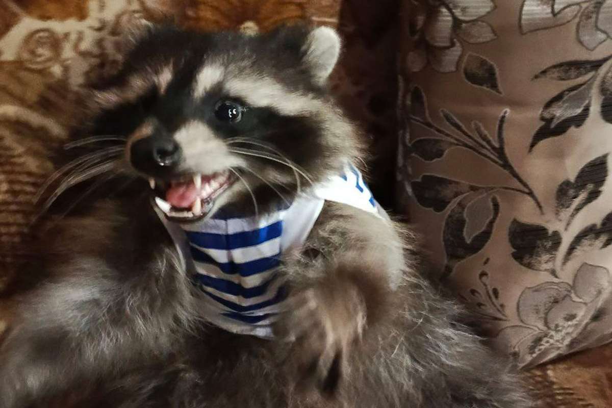 Кот, кошка и енот Борис: морпехи 810-й бригады рассказали о любимых питомцах