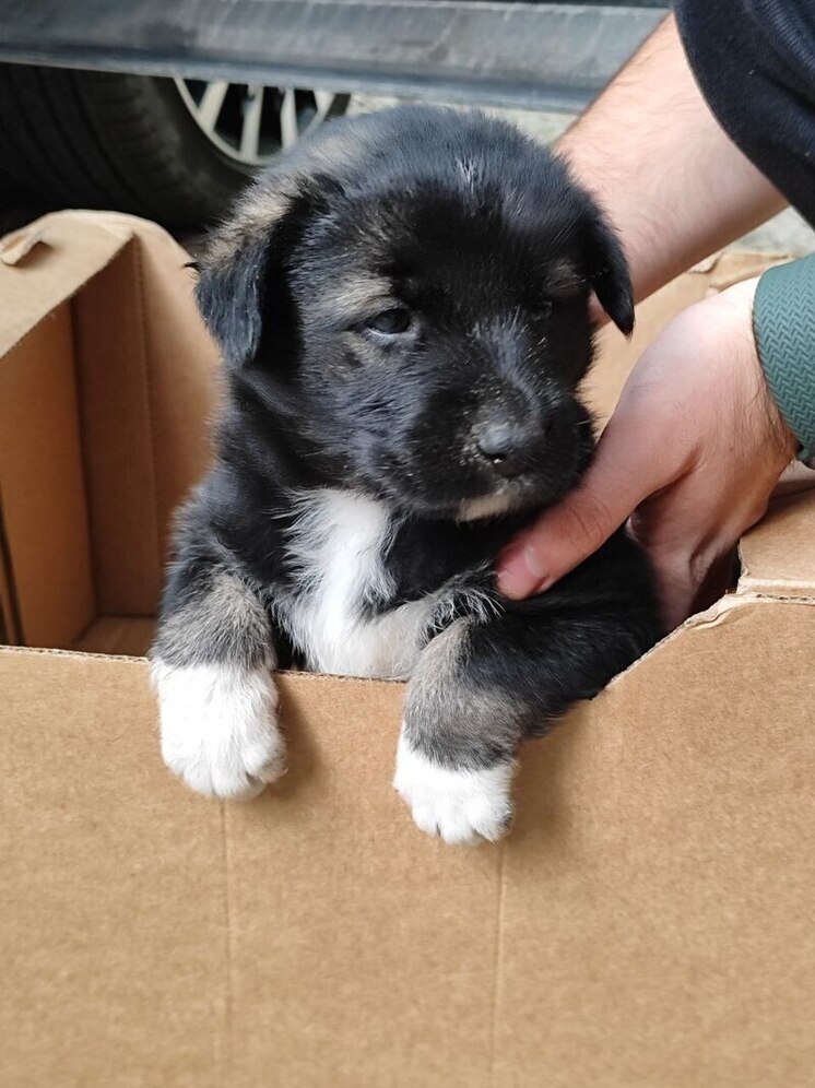 Власти КЧР обязали владельцев домашних животных ставить их на учет