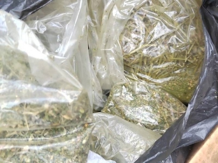 Сорвал, высушил, спрятал — и в суд: чем закончилась «ботаническая находка» из Амурска