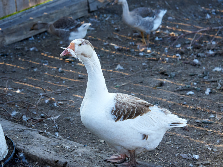 Массовый падеж птицы в селе Хапово: ветеринары назвали причину трагедии