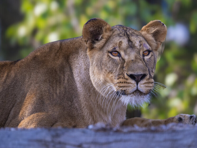 G1: львица убила 19-летнего парня в зоопарке в бразильского Жуан-Песоа