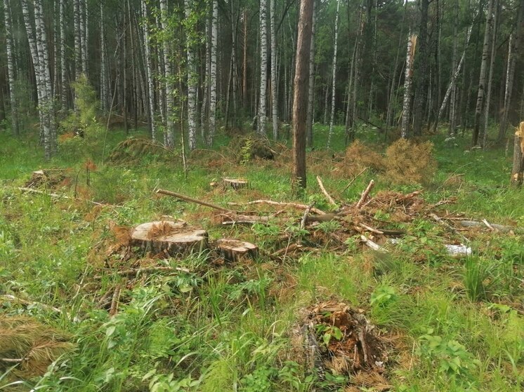 Первомайский районный суд вынес приговор по делу о незаконной рубке леса