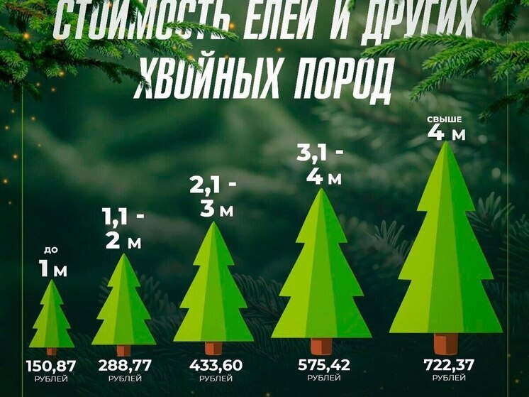 Месяц продаж живых новогодних елок стартовал на Ямале