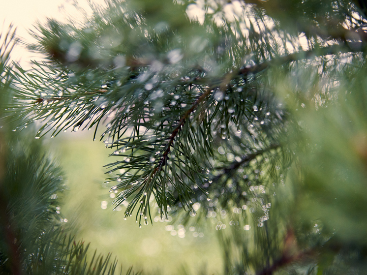 Незаконная вырубка елей грозит новосибирцам уголовной ответственностью