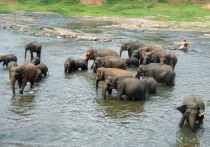 Власти Шри-Ланки, Индонезии и Таиланда спешат расчистить завалы и найти сотни пропавших без вести людей после того, как более 900 человек погибли в результате разрушительных наводнений и оползней на юге Азии