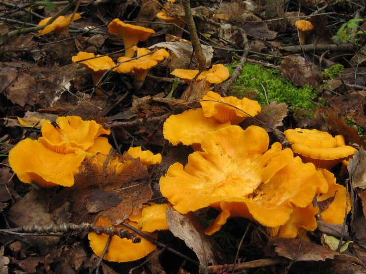 Декабрь грибам не помеха: нижегородцы собирают в лесу свежие лисички