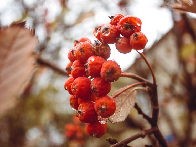 Ленинградцам 1 декабря обещали дождь и оттепель до +6 градусов