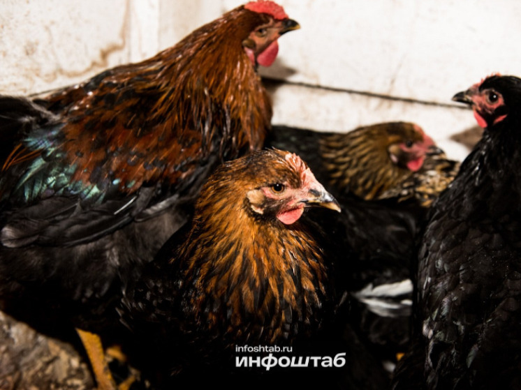 В Астрахани ввели карантин из-за вспышки пастереллёза у птиц