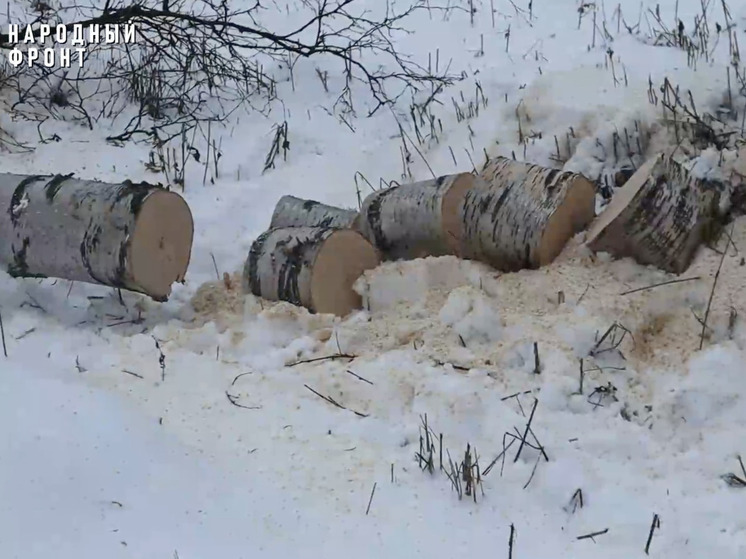 В центре Архангельска уничтожили берёзовую аллею