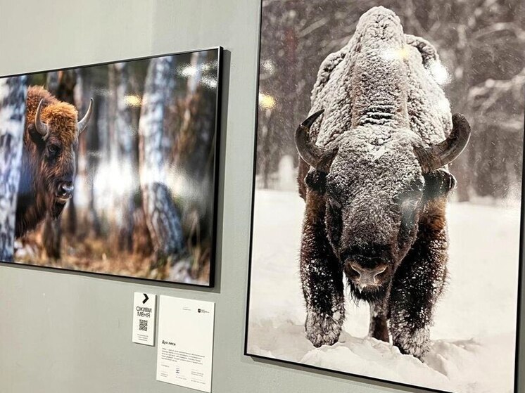 Сотрудники калужского заповедника учат людей в Москве делать соломенных зубров