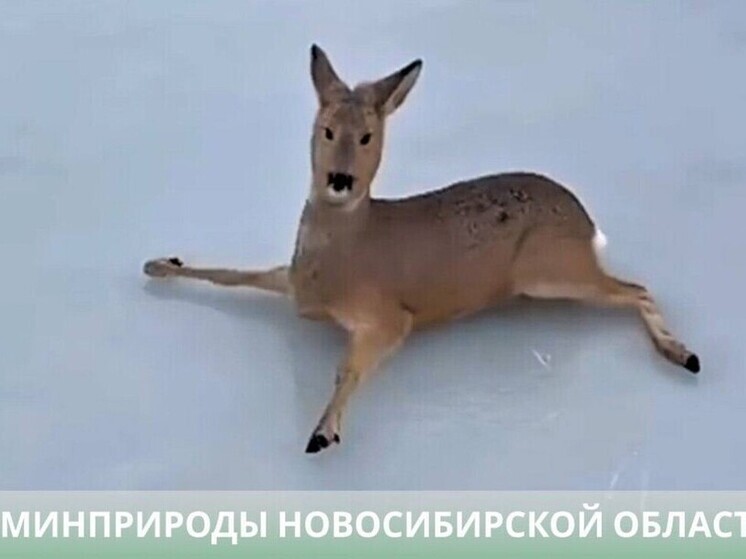 Операция по спасению косуль на льду завершилась в Новосибирской области